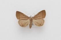 Moth, Zanclognatha tarsipennalis Treitschke, 1835, found Crawley, Hampshire, England, 27.8.1986