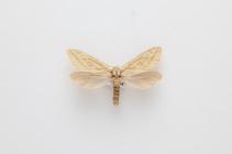 Moth, Hepialus humuli Linnaeus, 1758, found Tilshead, Wiltshire, England, 27.7.1986