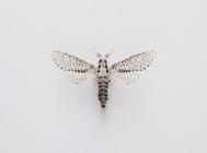 Moth, Zeuzera pyrina Linnaeus, 1761, found Crawley, Hampshire, England, 21.7.2000
