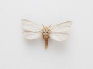Moth, Hepialus humuli Linnaeus, 1758, found Sparsholt, Hampshire, England, 4.6.1976