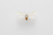 Moth, Spilosoma urticae Esper, 1789, found Exminster Marshes, Exminster, Devon, England, 30.6.2002