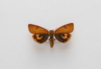 Moth, Diacrisia sannio Linnaeus, 1758, found Dover, Kent, England, 20.8.1999
