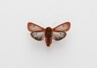 Moth, Phragmatobia fuliginosa Linnaeus, 1758 borealis Staudinger, 1871, found Aviemore, Easterness, Scotland 8.1999