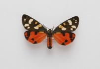 Moth, Callimorpha dominula Linnaeus, 1758, found Bansbury, Hampshire, England, 25.5.1982