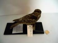 Taxidermy, bird mounted uncased, nightjar, Caprimulgus europaeus