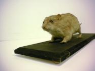 Taxidermy, mammal mounted uncased, brown rat, Rattus norvegicus, found Alton, Hampshire