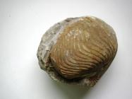 Fossil nautiloid, Nautilus elegans, block of sandstone containing a crushed nautiloid with iron stained surface, found in East Worldham, Worldham, Hampshire, from Lower Cretaceous