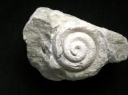 Fossil gastropod, Bathrotomaria perspectiva, found in Alton area, Hampshire, from Upper Cretaceous, Upper Chalk
