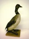 Taxidermy, bird mounted uncased, great northern diver, Gavia immer, juvenile male, in summer plumage, caught alive at Medstead, Hampshire, 1866