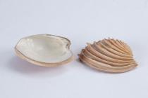 Bivalve shell, Venus plicata, 9 specimens, found Gambia