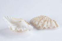 Bivalve shell, Hippopus hippopus, 1 specimen, found Arlington Reef, Queensland, Australia