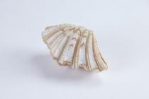 Bivalve shell, Hippopus hippopus, 1 specimen, found Arlington Reef, Queensland, Australia