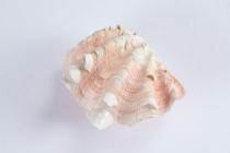 Bivalve shell, Tridacna squamosa, 1 specimen