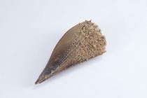 Bivalve shell, Pinna seminuda, 2 specimens, found Florida, United States