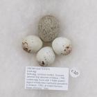 Birds egg, common cuckoo, Cuculus canorus Ssp canorus Linnaeus, 1758, cuckoo egg found with 3 foster parent eggs in linnets nest, Carduelis cannabina (Linnaeus, 1758), at Great Parndon, Essex, England, 1944