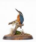 Taxidermy, bird mounted uncased, kingfisher, Alcedo atthis, found Chalksprings, Winchester Road, New Alresford, Hampshire, 1993