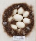Birds egg, wigeon, Anas penelope Linnaeus, 1758, in clutch of 9, found Myvatn, Iceland, 1960