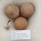 Birds egg, Eurasian hobby, Falco subbuteo Linnaeus, 1758 Subsp subbuteo, in clutch of 3, found at Robin Hood's Ball, Salisbury Plain, Larkhill, Wiltshire,  England, 1952
