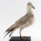 Taxidermy, bird mounted uncased, lesser black backed gull, Larus fuscus, juvenile, found East Worldham, Worldham, Hampshire