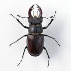 Beetle, Lucanus cervus (Linnaeus, 1758), stag beetle, found at Cosham, Portsmouth, Hampshire, 24.6.1996