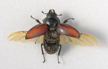 Beetle, Lucanus cervus (Linnaeus, 1758), stag beetle, found at Havant, Hampshire, 2.7.1996