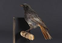 Taxidermy, bird mounted uncased, black redstart, Phoenicurus ochruros, male, in summer plumage, found Alton, Hampshire