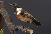 Taxidermy, bird mounted uncased, stonechat, Saxicola torquata, male