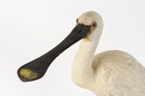 Taxidermy, bird mounted uncased, spoonbill, Platalea leucorodia