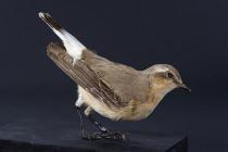 Taxidermy, bird mounted uncased, wheatear, Oenanthe oenanthe, female
