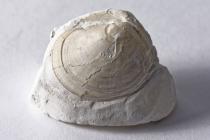 Fossil, bivalve, found Micheldever Station, Micheldever, Hampshire