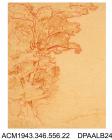 Drawing, pencil drawing in brown crayon and red ink, a tree study, near St Valery-sur-Somme, France, painted by William Herbert Allen, of Farnham, Surrey, 1880s-1940s