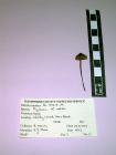 Freeze dried fungus, Drab Bonnet, Mycena aetites (Fr) Quél, found Whitley Wood, New Forest, Lyndhurst, Hampshire, 27.8.1993