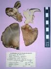 Freeze dried fungus, Oyster Mushroom, Pleurotus ostreatus (Jacq. Fr) Kummer, found Whitley Wood, New Forest, Lyndhurst, Hampshire, 27.8.1993