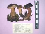 Freeze dried fungus, Bay Bolete, Xerocomus badius (Fr) Gilbert, found Roundhills, New Forest, Breamore, Hampshire, 27.8.1993