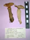 Freeze dried fungus, Larch Bolete, Suillus grevillei (Klotzsch Fir.) Singer, found Roundhills, New Forest, Breamore, Hampshire, 27.8.1993