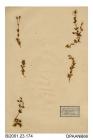 Herbarium sheet, alpine mouse-ear, Cerastium alpinum, found in rocky places at Ben Lawers, Perthshire, Scotland, 1842