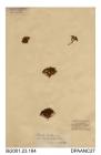 Herbarium sheet, allseed, Radiola linoides, found at the foot of Bleak Down, Godshill, Isle of Wight, 1841