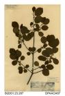 Herbarium sheet, alder buckthorn, Frangula alnus, found at Fattingpark Copse, near Wootton, Wootton Bridge, Isle of Wight, 1840