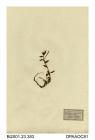 Herbarium sheet, alpine willowherb, Epilobium anagallidifolium, found on sides of stream, Ben Red, Angus, Scotland, 1843