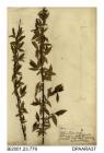 Herbarium sheet, almond willow (female), Salix triandra ?, found along a stream in a water meadow nearly opposite Redhill Farm, near Niton, Isle of Wight, 1843