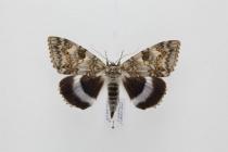 Moth, Catocala fraxini (Linnaeus, 1758), Clifton Nonpareil, found Isle of Wight, England, 13.8.2008