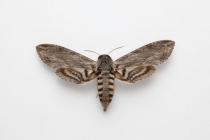 Moth, Convolvulus Hawk-moth, Agrius convolvuli Linnaeus, 1758, found Durlston Head, Dorset, England, 19.9.2003
