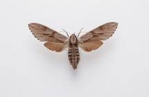 Moth, Hyloicus pinastri Linnaeus, 1758, found Crawley, Hampshire, England, 2.6.1981