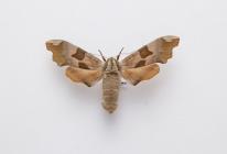 Moth, Lime Hawk-moth, Mimas tiliae Linnaeus, 1758, found Crawley, Hampshire, England, 4.1983