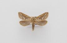 Moth, Hepialus lupulinus Linnaeus, 1758, found Crawley, Hampshire, England, 3.6.2000