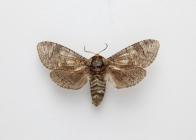 Moth, Cossus cossus Linnaeus, 1758, found New Forest, Lyndhurst, Hampshire, England, 11.7.1998