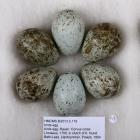 Birds egg, common raven, Corvus corax Ssp corax Linnaeus, 1758, in clutch of 6, found Beth-Lass, Llanbrynmair, Montgomeryshire, Wales, 1954