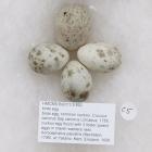 Birds egg, common cuckoo, Cuculus canorus Ssp canorus Linnaeus, 1758, cuckoo egg found with 3 foster parent eggs in marsh warbers nest, Acrocephalus palustris (Bechstein, 1798), at Yalding, Kent, England, 1936
