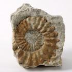 Fossil, ammonite, Mortoniceras rostratum, found Selborne, Hampshire, from Cretaceous