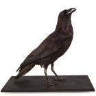 Taxidermy, bird mounted uncased, raven, Corvus corax, found Hackwood, Winslade, Hampshire